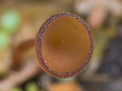 Myriosclerotinia caricis-ampullaceae