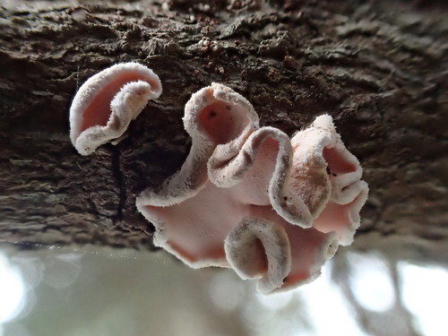 Representative image of Aleurodiscus