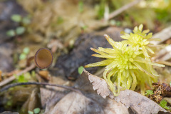Myriosclerotinia caricis-ampullaceae