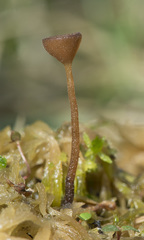 Myriosclerotinia caricis-ampullaceae