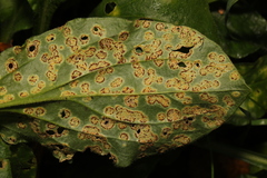Puccinia arenariae
