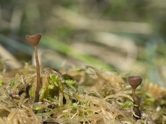 Myriosclerotinia caricis-ampullaceae