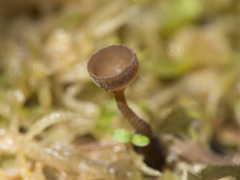 Myriosclerotinia caricis-ampullaceae