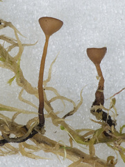 Myriosclerotinia caricis-ampullaceae