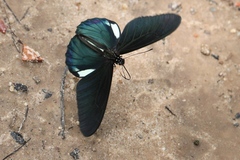 Troidini