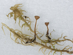 Myriosclerotinia caricis-ampullaceae