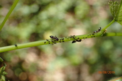 Crematogaster parapilosa