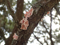 Aleurodiscus zealandicus