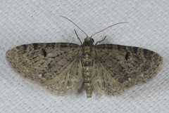 Eupithecia virgaureata