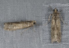 Glyptoteles leucacrinella