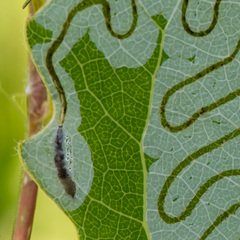 Phyllocnistis labyrinthella