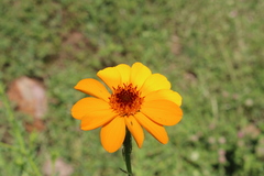 Adenophyllum cancellatum, photograph (c) Rodolfo Maximiliano Gutiérrez-Sánchez, some rights reserved (CC BY)