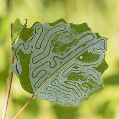 Phyllocnistis labyrinthella