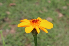 Adenophyllum cancellatum, photograph (c) Rodolfo Maximiliano Gutiérrez-Sánchez, some rights reserved (CC BY)