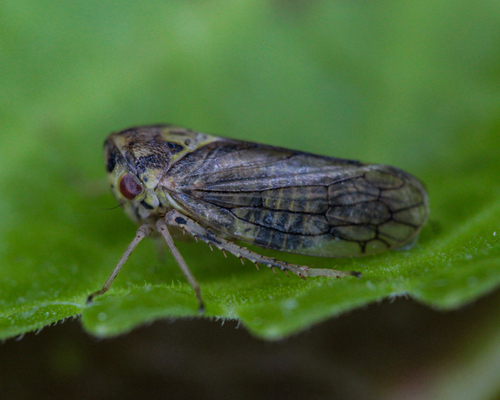 Macropsis scutellata