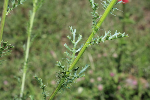 Adenophyllum cancellatum, photograph 4