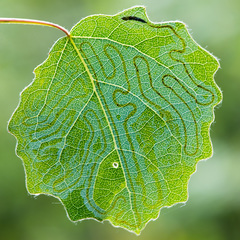 Phyllocnistis labyrinthella