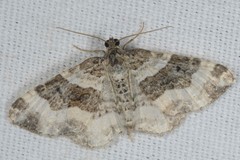 Epirrhoe rivata