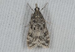 Eudonia truncicolella