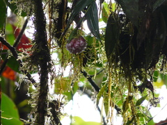 Elleanthus capitatus