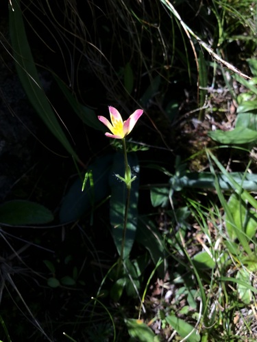 Anemonastrum coelestinum, photograph 1