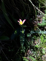 Anemonastrum coelestinum, photograph 王天明, CC BY, iNaturalist via GBIF