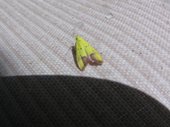 Gymnobathra flavidella