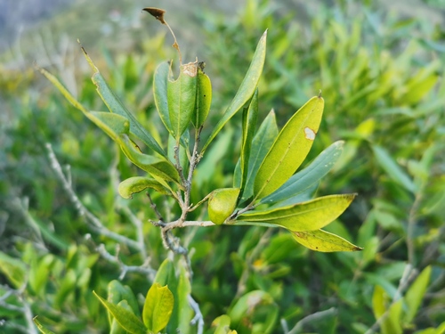 Olea europaea subsp. cuspidata image