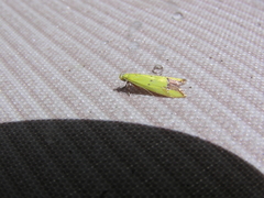 Gymnobathra flavidella