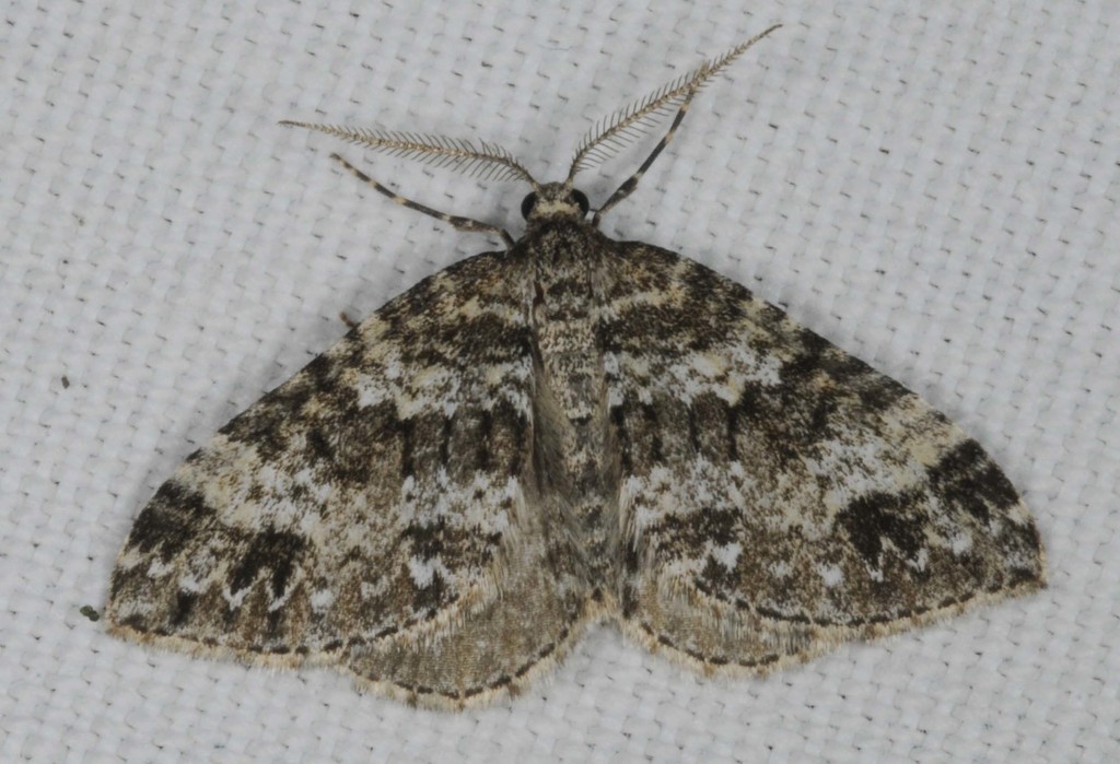 Twin-spot Carpet