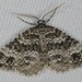 Twin-spot Carpet - Photo (c) ALLEMAND Guillaume, some rights reserved (CC BY-NC), uploaded by ALLEMAND Guillaume