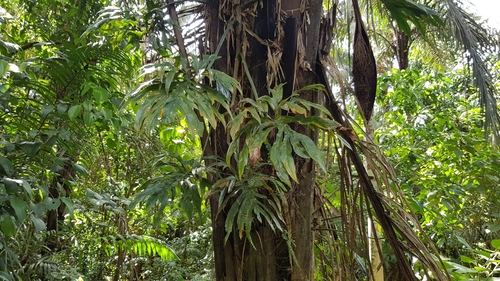 Philodendron radiatum var. radiatum image