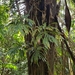 Philodendron radiatum radiatum - Photo 由 rozilber 所上傳的 (c) rozilber，保留部份權利CC BY-NC