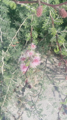 Mimosa monancistra