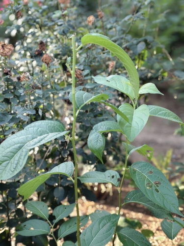 Du zhong (Eucommia ulmoides)