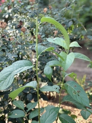Eucommia ulmoides, photograph (c) 振远 王, some rights reserved (CC BY)