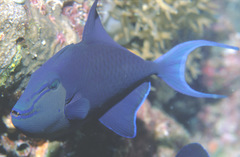 Odonus niger