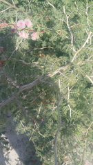 Mimosa monancistra