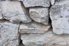 Mediodactylus orientalis