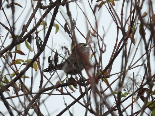 iNaturalist observation photo of Bewick's Wren