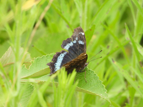 Blue Admiral