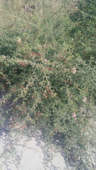 Mimosa monancistra