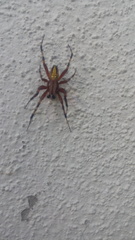 Neoscona oaxacensis