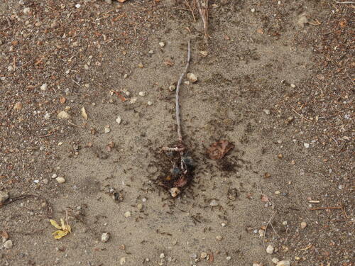 iNaturalist observation photo of Argentine Ant
