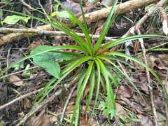 Tillandsia utriculata