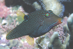 Canthigaster papua