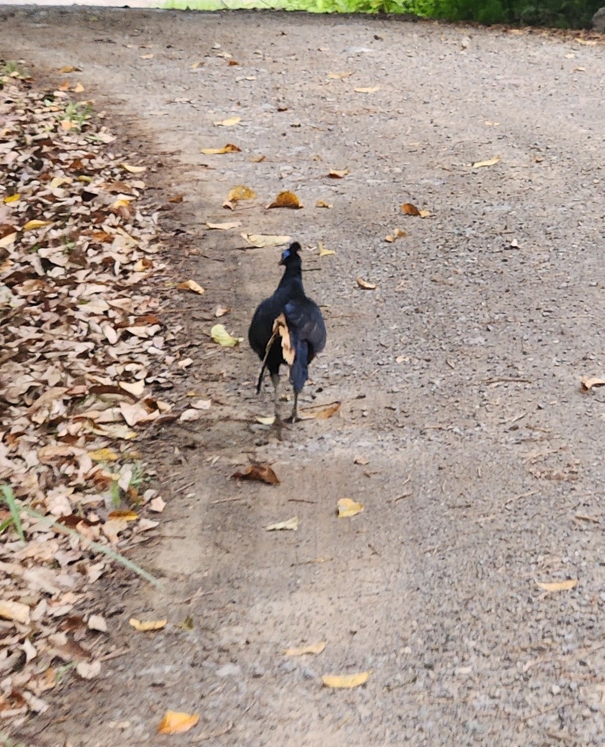 Bornean Crested Fireback (Lophura ignita), photo 7