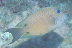 Ctenochaetus binotatus