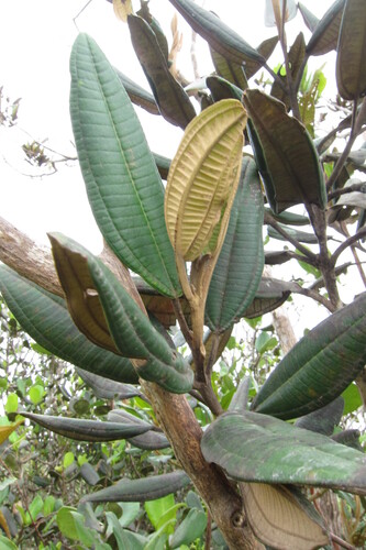Pachyanthus