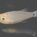 Spotnape Cardinalfish - Photo (c) Erik Schlogl, some rights reserved (CC BY-NC), uploaded by Erik Schlogl